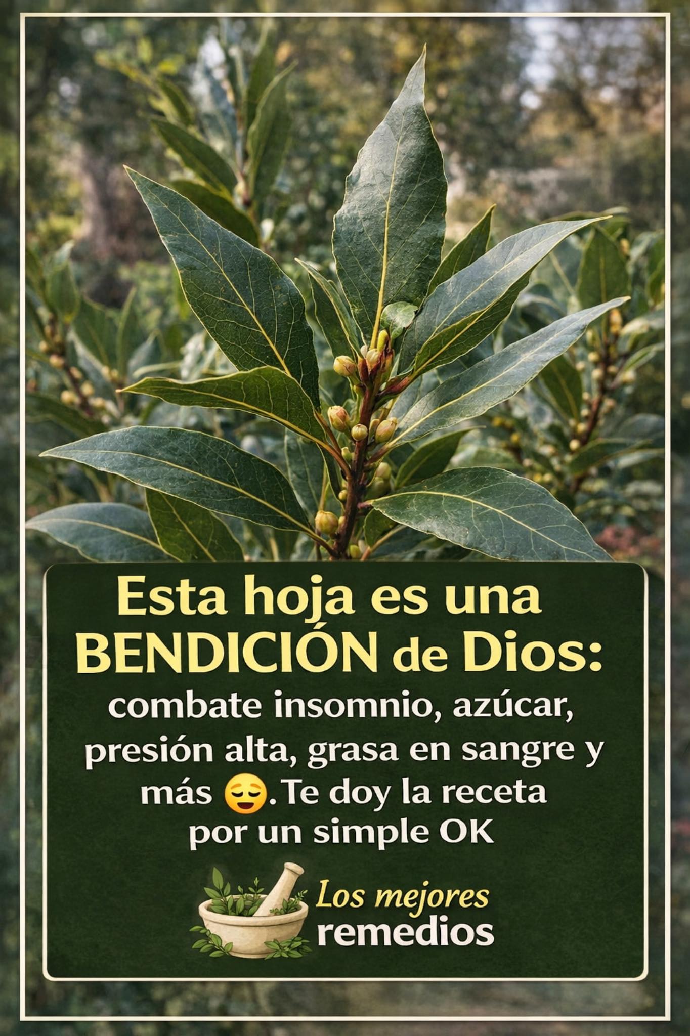 💚 Té de laurel: beneficios reales y recetas paso a paso