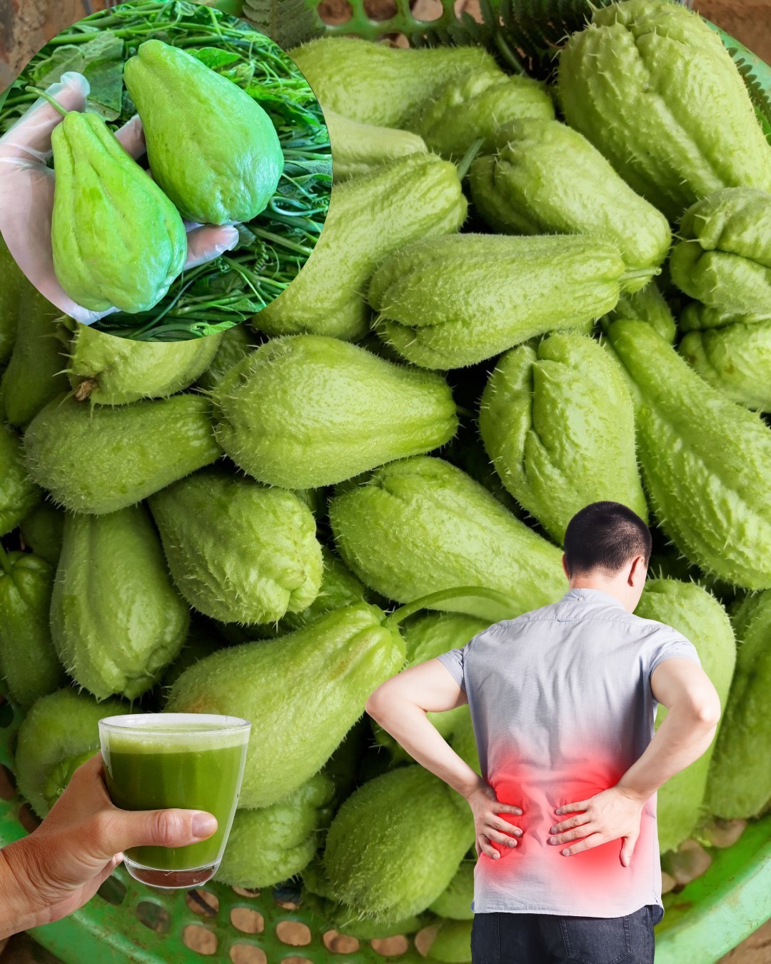 Deja de comprar pastillas en la farmacia, porque con el chayote eliminarás el dolor de rodillas, pies hinchados, la presión alta, el colesterol, la mala circulación y la anemia. Te dejo la receta completa en el primer comentario de esta foto.👀