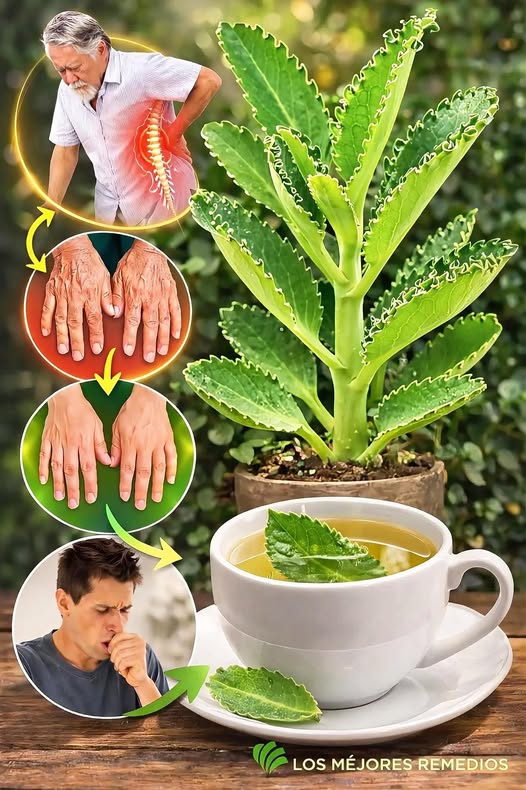 Kalanchoe: Cómo Usar Esta Planta Natural y Sus Beneficios Paso a Paso