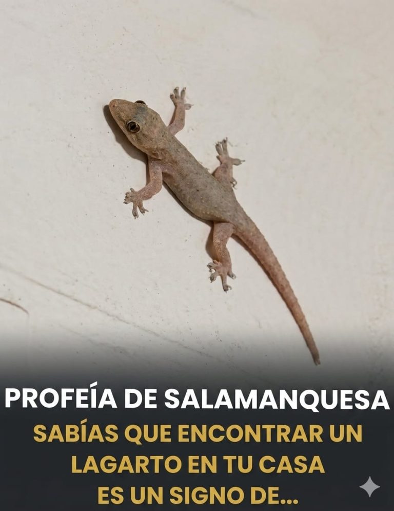El significado espiritual de un lagarto que entra en su hogar en diferentes culturas